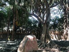 -瑞丽独树成林风景区