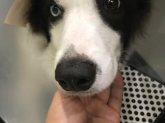 -辛巴宠物医疗中心·骨科·内分泌专科·心肾专科(亭林公园店)