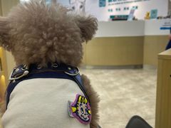 -美联众合动物医院·24h转诊中心