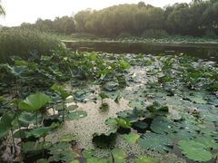 -新江湾城公园