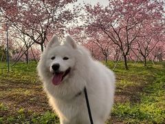 -天适樱花悠乐园