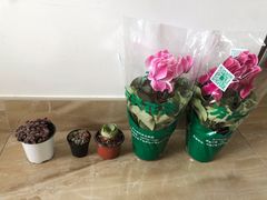 -双季花艺园艺市场(浦东店)