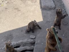 -新疆天山野生动物园