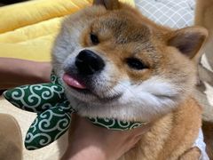 -逗柴咖啡屋·狗咖猫咖宠物桌游