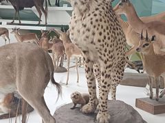 -陕西自然博物馆