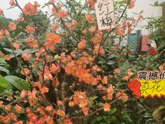 -大自然花鸟鱼虫市场