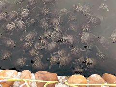 -八景休閒山莊  廣東十大名山莊