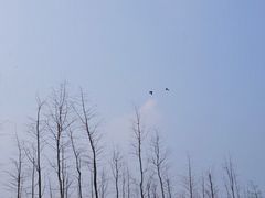 -盐城丹顶鹤湿地生态旅游区