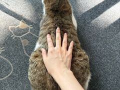 -御宝贝·A梦猫科宠物医院(国际猫友好医院)