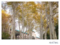 -武汉大学-樱园