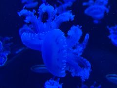 -太平洋海底世界