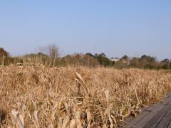 -白鹭湾湿地公园