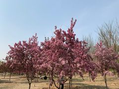 -永定河休闲森林公园