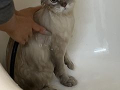 -喵zoo家庭繁育猫舍(尖东智能花园店)