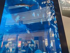 -迪拜水族馆及水下动物园