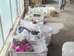 -马陆小张葡萄园农家乐