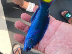 -小猫钓鱼海钓俱乐部(椰梦长廊店)