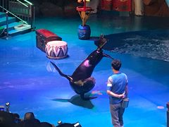 -烟台海昌鲸鲨海洋公园