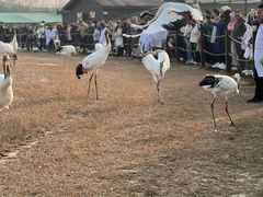 -盐城丹顶鹤湿地生态旅游区