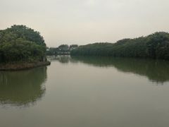 -大湾区中央湿地公园