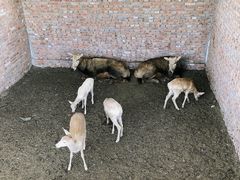 -北京鹿世界主题园