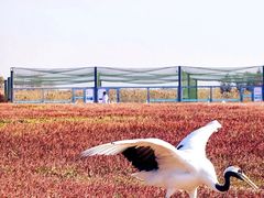 -盐城丹顶鹤湿地生态旅游区