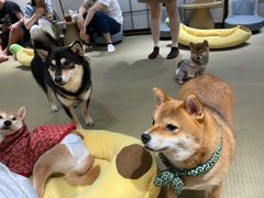 -逗柴咖啡屋·狗咖猫咖宠物桌游