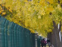 -三里屯东五街银杏大道