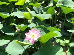 -好利来(北顺城路店)