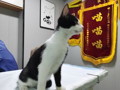 -半岛宠物医院24小时(科华中路店)