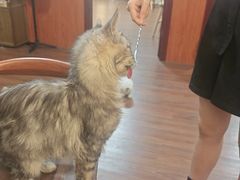 -楼上猫咖(罗湖店)