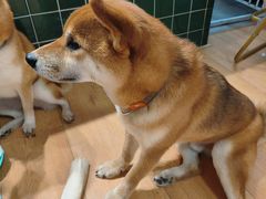 -是阿柴呀！柴犬咖啡·爱喵喵猫咖