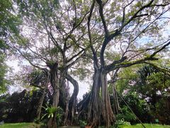 -瑞丽独树成林风景区