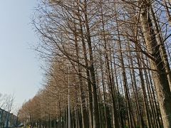 -上海长兴岛郊野公园