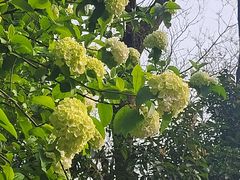 -上海植物园-4号门售票处