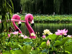 -莲花池公园