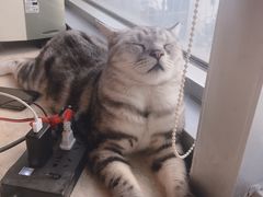 -Cappucimeow猫咪咖啡馆(韦伯时代店)