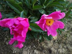 -扬州芍药园(仪征市)