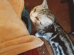 -猫猫幼稚园·撸猫·桌游·电玩