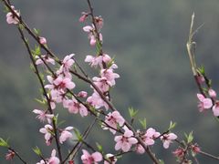 -桃花岭景区