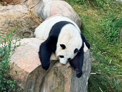 -青藏高原野生动物园