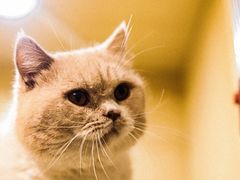 -猫宠乐园·专业洗护