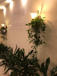 -碧莲盛·不剃发植发
