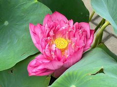 -莲花池公园
