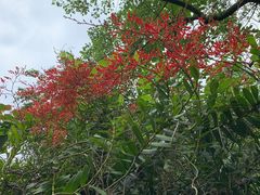 -广西壮族自治区药用植物园