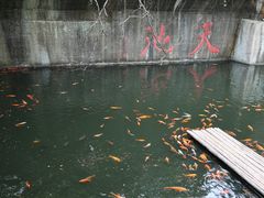 -千岛湖东南湖区