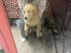 -FAELING PETS美天灵宠物(合生汇店)