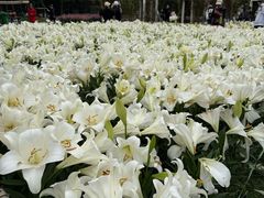 -石家庄市植物园