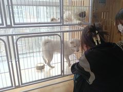 -喵百万·布偶·蓝金金渐层英短·猫舍(百子湾店)