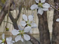 -桃花堤公园